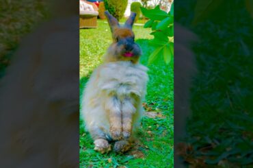 Cute Rabbit #cottonballcrew #trending #cute #cuteanimal #shorts #short #youtubeshorts