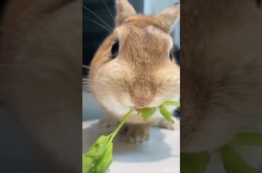 Breeder’s daily feeding routine. Today’s rabbit's snack is celery leaves.She finished it confidently
