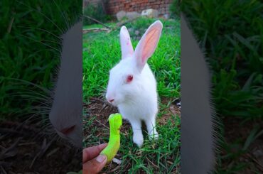 Cute Bunny Video #bunny #rabbit #shorts #funnyanimals #shortsfeed #pet #youtubeshorts #cute