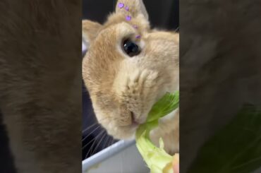 Breeder’s daily feeding routine, today's snacks for my cute bunny are lettuces. #pets #rabbit