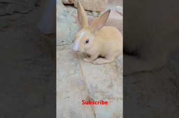 cute rabbit #shortvideo #viralvideo #animals