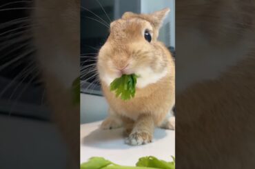Breeder’s daily feeding routine,it’s time to finish the celery leaf.Cutie rabbits love green snacks.