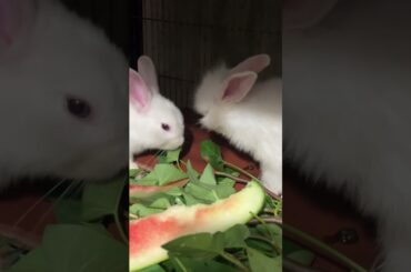 Babe rabbits having dinner #rabbit #bunny #cute #pets #animals #beautiful #cuteanimal #cutebunny