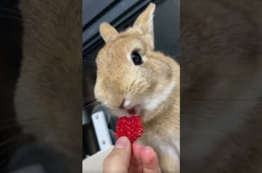 The breeder’s feeding routine, Today’s snack is strawberry. My rabbit loves it so much. #pets