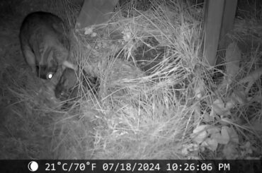 Mama Cottontail Rabbit Feeds Baby Bunnies in Nest, Part 2: July 17