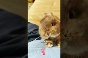 My Cute Lazy Furry Bunny Friend