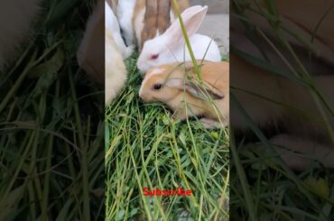 cute rabbit #shortvideo #viralvideo #animals