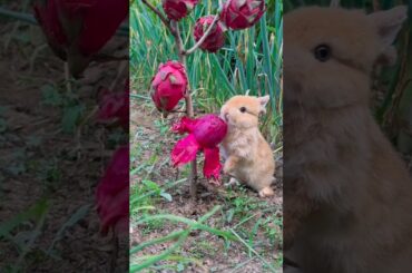 Cute Rabbit Pet planet