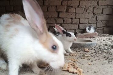 Baby Rabbit | Bunny Videos | Cute Baby Bunny Videos | Cute Animals Funny Video 2024