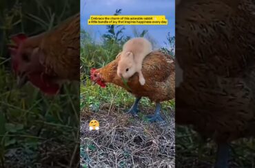 Inspired by Cuteness: The Joy of Adorable Rabbits #bunny #rabbit #shorts #short