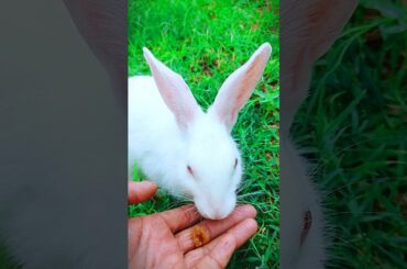 cute bunny video #rabbit #bunny #shorts #funnyanimals #pet #youtubeshorts #animals #shortsfeed