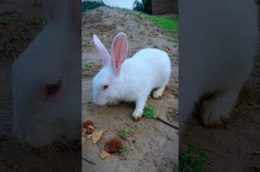 Cute Bunny Short Video #bunny #rabbit #animals #pet #shorts #youtubeshorts  #funnyanimals