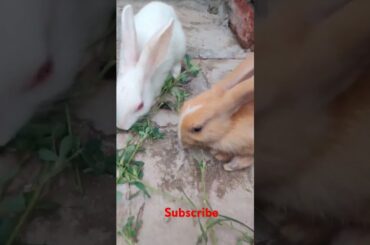 cute rabbit #viralvideo #shortvideo #animals
