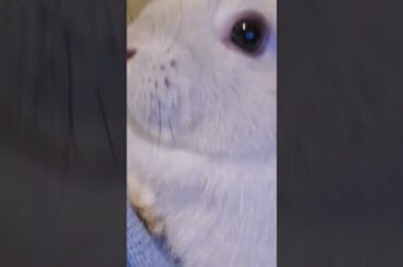 Cute Rabbit! Tame White Bunny #rabbit #whitebunny #animalsinmyhouse #cuteanimal #shorts