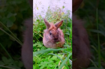 Cute Rabbits || baby Rabbits #shorts #ytshorts #rabbit
