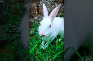 Cute Rabbit video #rabbit #bunny #shorts #youtubeshorts  #pet #animals #shortfeed get bunny