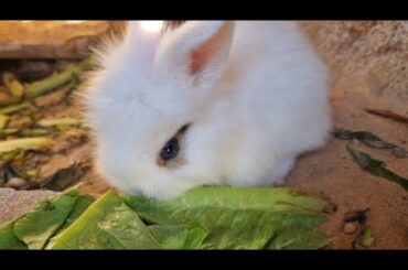 Cute baby rabbits eating vegetables first time