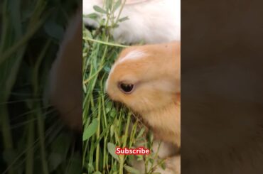 cute rabbit #shortvideo #viralvideo #animals