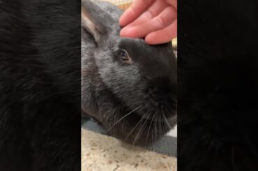 Madelyn - adoptable bunny from Oshkosh Area Humane Society #adoptarabbit