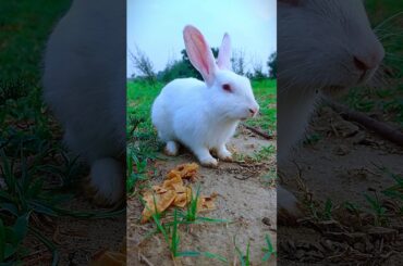 cute rabbit short video #rabbit #bunny #pet #aninals #funnyanimals #shorts #youtubeshorts