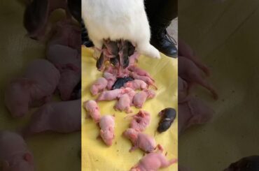 2 Rabbit Growth #cute #pets #animals Baby rabbits grow up #shorts