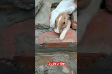 cute rabbit #shortvideo #viralvideo #animals