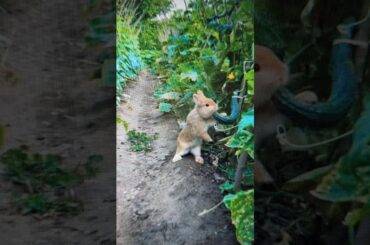 Just A Cute Rabbit #shorts #animals #cute