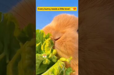 Adorable Fluff: The Charm of Cute Rabbit #rabbit #bunnies #shorts #short