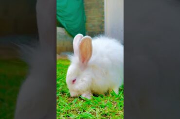 Wo so cute Rabbit #cottonballcrew #rabbit #trending #shorts #youtubeshorts
