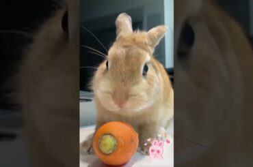 The feeder’s daily feeding routine, today's snack is carrot to develop my rabbit's eyesight. #pets