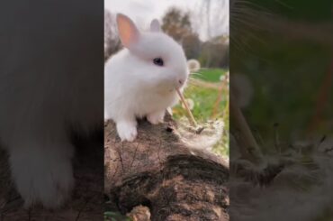 cute Bunny rabbit at dandelions garden #bunny #shorts #rabbit