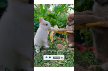 Cute Rabbit #rabbit #shorts #dog