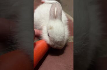 Lovely cute bunny! #rabbit #bunny #cute #pets #animals #beautiful #cuteanimals #cutepet #cutebunny