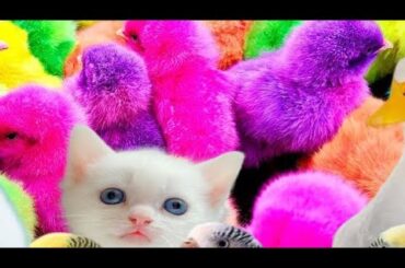 colorful chickens, funny duckling, cute rabbit, cat, kitten, vlog