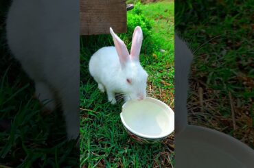 cute bunny short video #rabbit #bunny #pet #animals #funnyanimals #shorts #ytshorts  #petrabbit