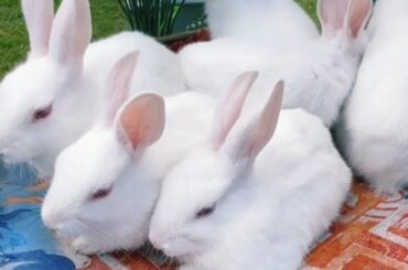 Rabbit | Rabbit Videos | Cute Rabbit Videos | Rabbit Sounds | Funny Rabbit Videos