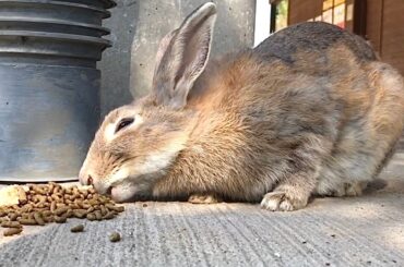 Slender and cute rabbit