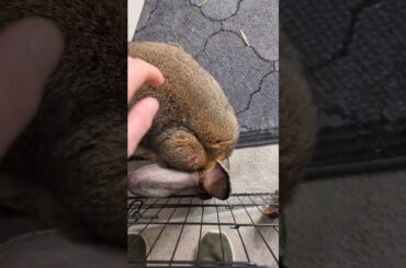 When Your Flemish Giant Rabbit Knows What Time You Wake Up