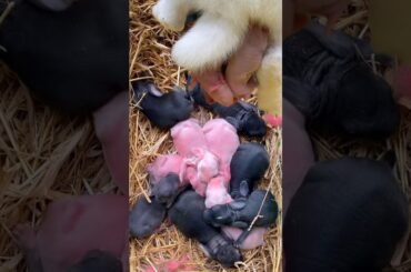 Rabbit growth  - Baby BUNNY 1 To 16 Day #cute #pets