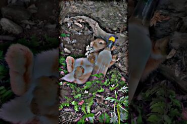 You are my Honey bunny happy rabbit bunny#cuterabbits#cutebunny#cutepets#cuteanimals#beautyofnature