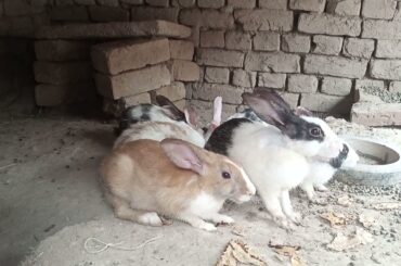 Cute Rabbit | Cute Baby Short | Funny Baby Bunny Videos | The Rabbits Who Wants to fall asleep