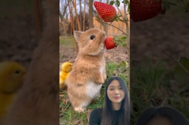 The bunny eats so yummy #cute #rabbit #animals #bunny #pets #food #funny #reaction #memes