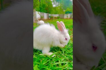 Cute rabbit #cottonballcrew #rabbit #trending #shorts