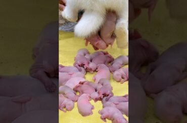 Rabbit kits - Baby rabbit growing up [ 1 - 14 Days ]
