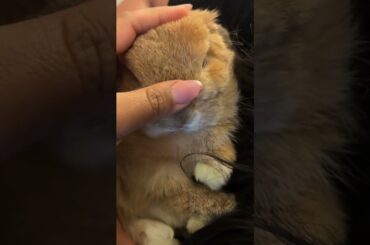 Get Well Soon #rabbit #petlover #cute