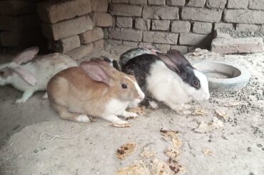 Rabbits Eating Food | Funny Baby Bunny Video | Cute Baby Short | Cute Rabbits