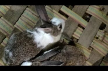 meri do cute rabbit aaj kya kar rahe hain#shorts #viral #ytshorts #tranding @imdurgakashyap