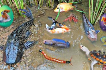 Colorful surprise eggs lobster snake cichlid betta fish turtle butterfly fish goby fish