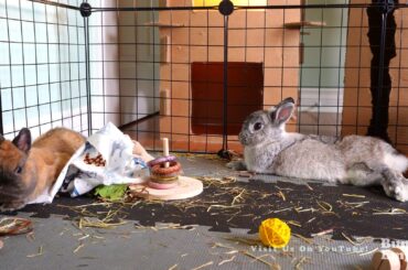 Bunnies Tuckered Out After Playtime