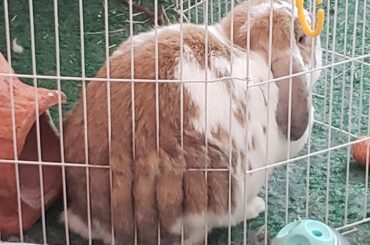 Honey has a whole room to himself but would rather clip through the wall like a Bethesda character